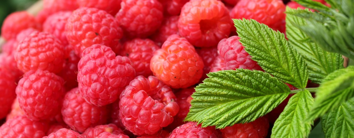 Did you know that raspberries are one of the top 2 fruits for health benefits?